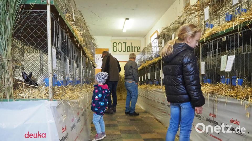 Interessiert beobachteten kleine und große Besucher der Kleintierschau die süßen Kaninchen in ihren Käfigen. Bild: vsr