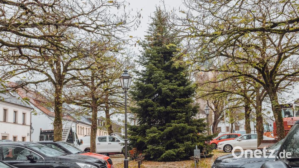 Der Baum steht. Bild: Susanne Forster