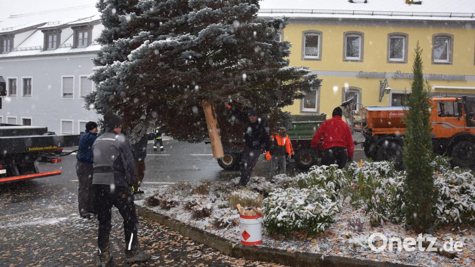 Die Blautanne schwebt kurzzeitig in der Luft bevor sie fest verankert wird. Bild: fla