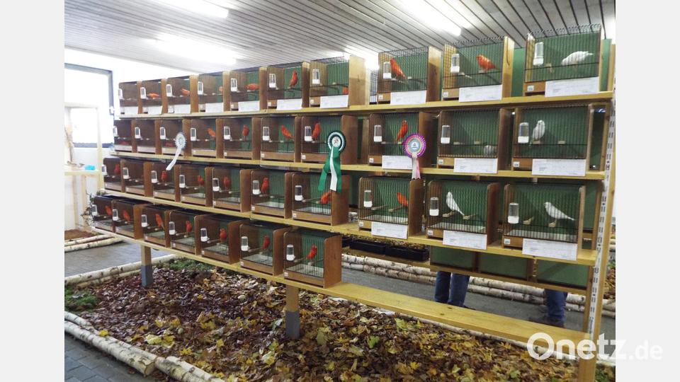 Eine Oberpfalzschau mit insgesamt 168 farbenprächtigen Züchtungen haben die Vilstaler Vogelfreunde in Lengenfeld veranstaltet. Bild: e