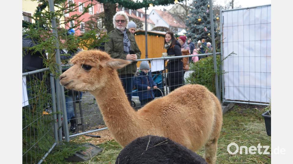 Diese Kulleraugen von Macau sind einfach zum Verlieben. Bild: dob