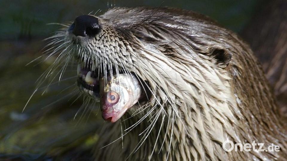 Der Fischotter-Bestand soll in einem vertretbaren Maß reguliert werden. Dafür sprach sich eine Delegation der CSU-Landtagsfraktion bei einem Besuch in Schwarzenfeld aus. Archivbild: Hirsch