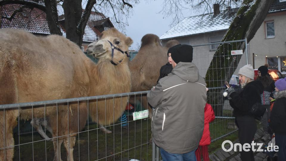 Eine Attraktion waren die Kamele. Bild: rgr