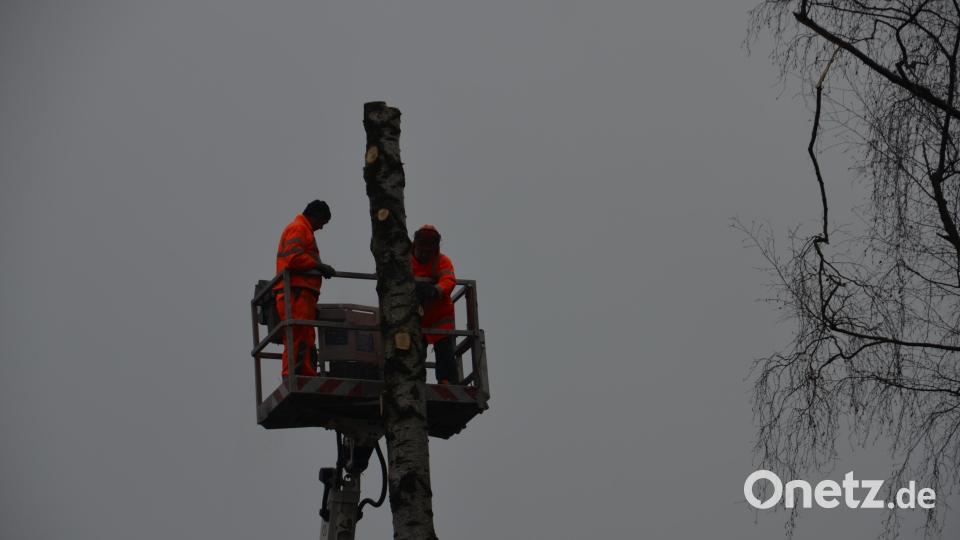 Stück für Stück sägten die Bauhofmitarbeiter den hohen Stamm der pilzbefallenen Birke herunter. Bild: dob