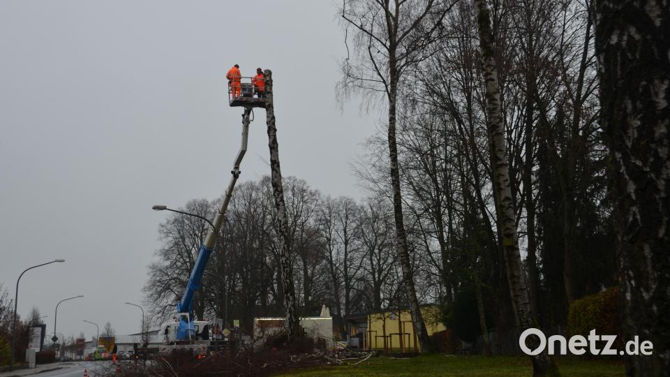 Aus der Grünanlage an der Waidhauser Straße wurden hohe Birkenbäume mit Pilzbefall entfernt. Bild: dob