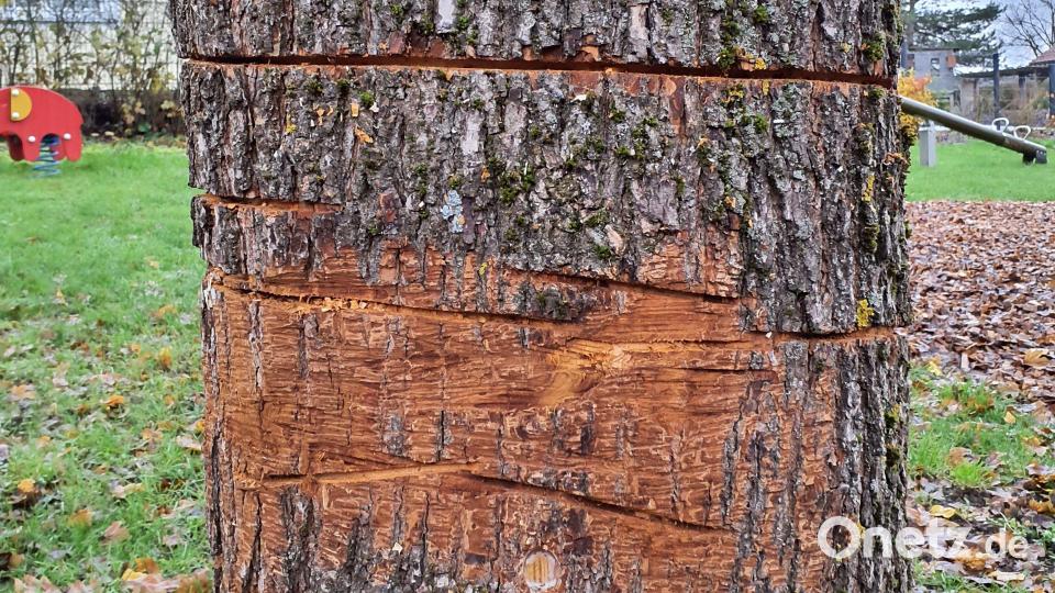 Aus der Nähe gut zu erkennen sind die tiefen Schnittspuren im Stamm. Bild: e