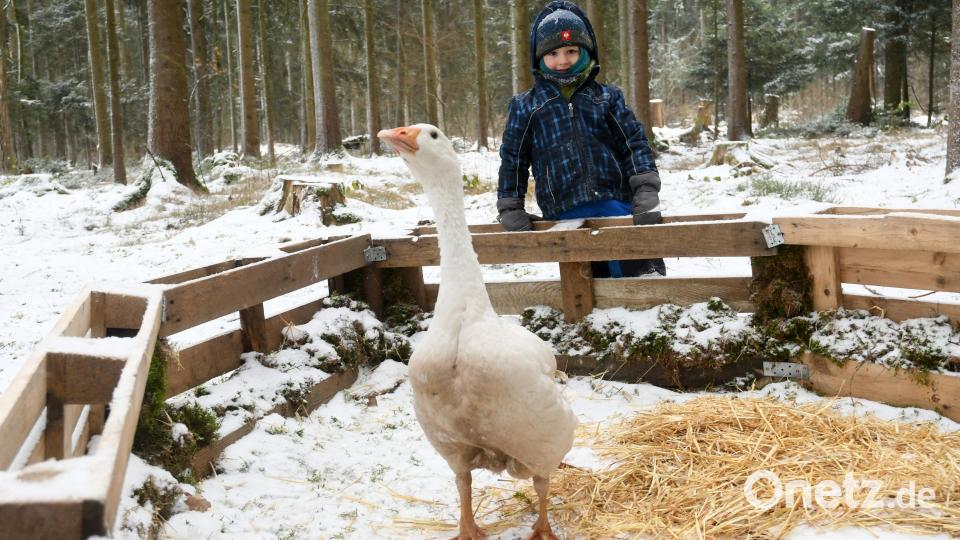 Gans Ariane im Gehege, das ihr die Kinder im Waldkindergarten gebaut haben. Quirin freut sich, dass er sie immer wieder mitbringen darf. Bild: Gabi Schönberger