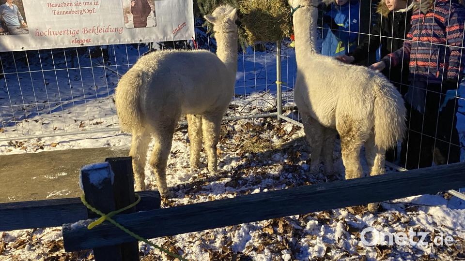Ein &quot;Hingucker&quot; waren die Lamas. Bild: Josef Glas