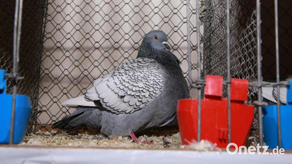 1.Vereinsmeister Tauben wurde Oswald Jobst mit seinen Luchstauben blau-weißgeschuppt. Bild: egl