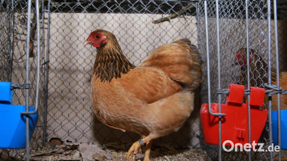 Mit seinem Exemplare von Deutschen Zwerg-Wyandotten gelb-schwarzcolumbia wird Simon Bladeck Vereinsmeister bei den Hühnern. Bild: egl