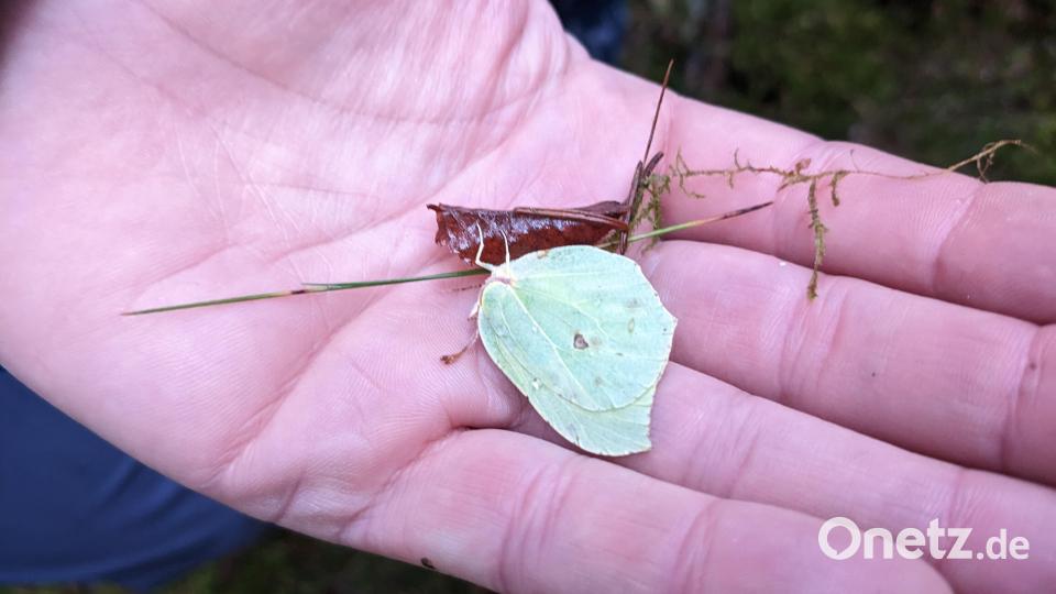 Ein überwinternder Zitronenfalter, der ein eigenes Frostschutzmittel in den Flügeln hat. Bild: V. Bauer/exb