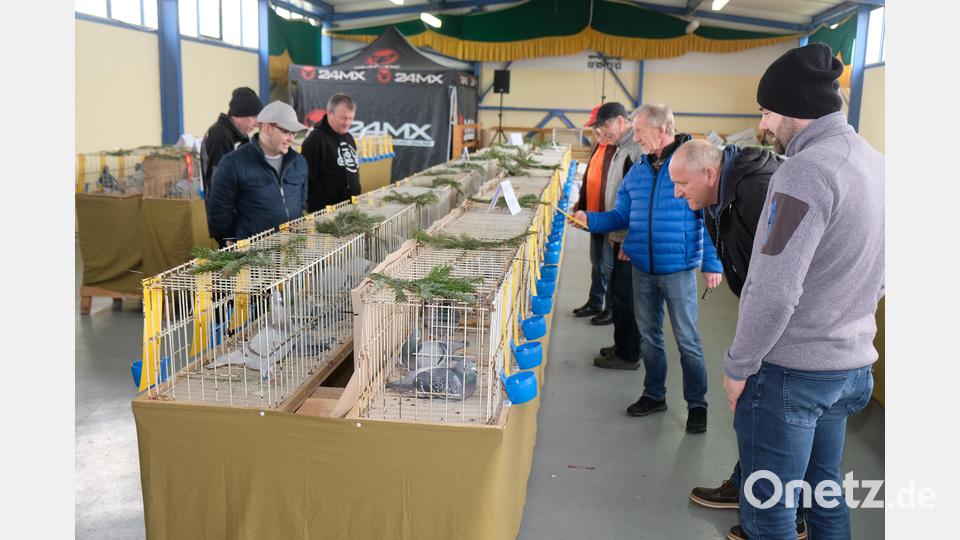 Auf großes Interesse stößt die 37. Reisetaubenausstellung der RV Pegnitz im Kleintierzüchterheim in Tremmersdorf. Bild: do