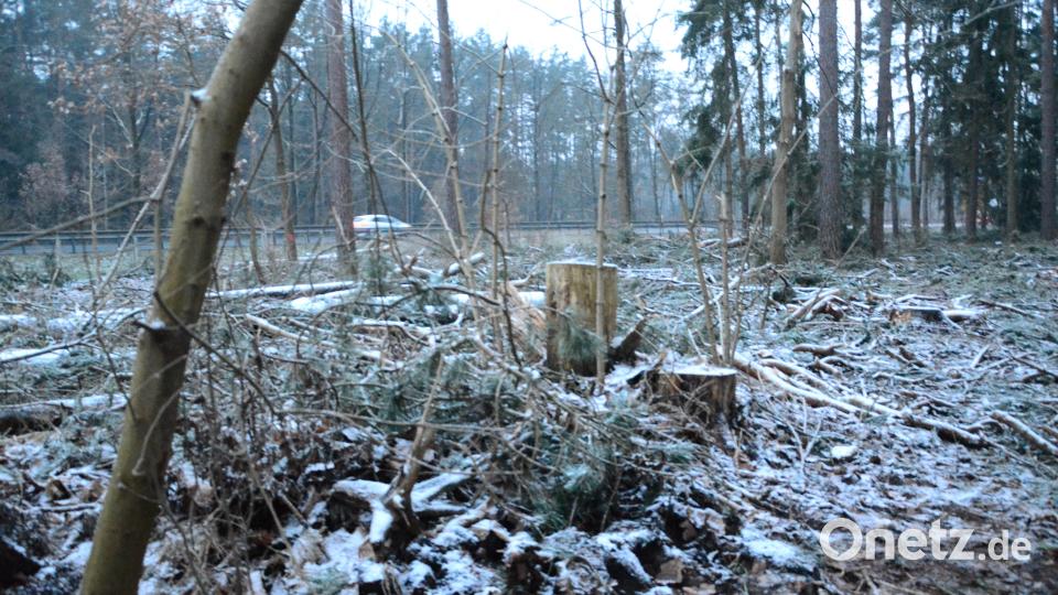 Der natürliche Lärmschutz am Ende des Lärmschutzwand ist abgeholzt. Rund 400 Bürger sind betroffen und hoffen auf Unterstützung der Stadt. Bild: Kunz