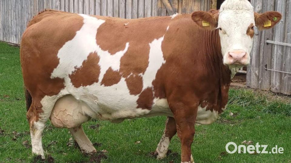 Kuh Silvi, der ganze Stolz von Landwirt Martin Hubmann aus Hahnbach, ist von der Rinderzuchtgenossenschaft für die höchste Jahresleistung (17.069 kg Milch) prämiert worden. Bild: Martin Hubmann/exb