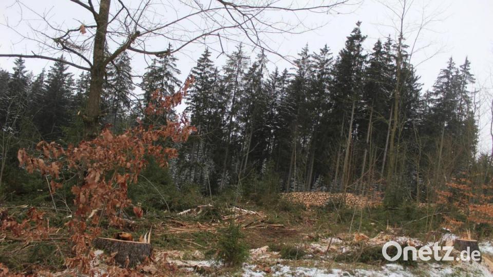 An der Straße von Nagel kommend nach Grünlas standen vergangene Woche am Dorfeingang von Grünlas größere Rodungsaktionen im Fichtenwald an. Bild: soj