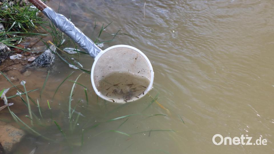 Jetzt geht&#039;s in das neue Zuhause der kleinen Fische, den besonders für Forellen geeigneten Mühlbach in Siegenhofen. Bild: mrr