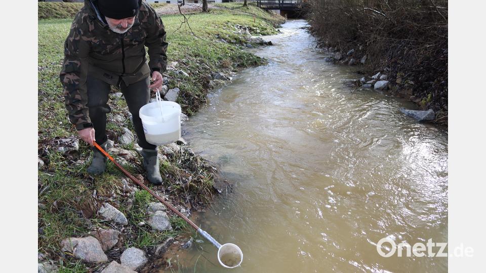 Fischereivereinsvorsitzender Robert Scherer setzt die Forellenbrütlinge in den Mühlbach in Siegenhofen ein. Bild: mrr