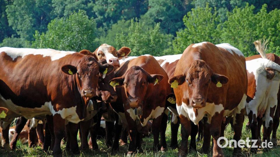 450 Betriebe gehören der Rinderzuchtgenossenschaft im Landkreis Tirschenreuth an, in den Ställen der Mitglieder stehen 20.556 Kühe. Bei der Jahreshauptversammlung des Kreisverbands in Wiesau sind besonders erfolgreiche Züchter geehrt worden. Symbolbild: hka