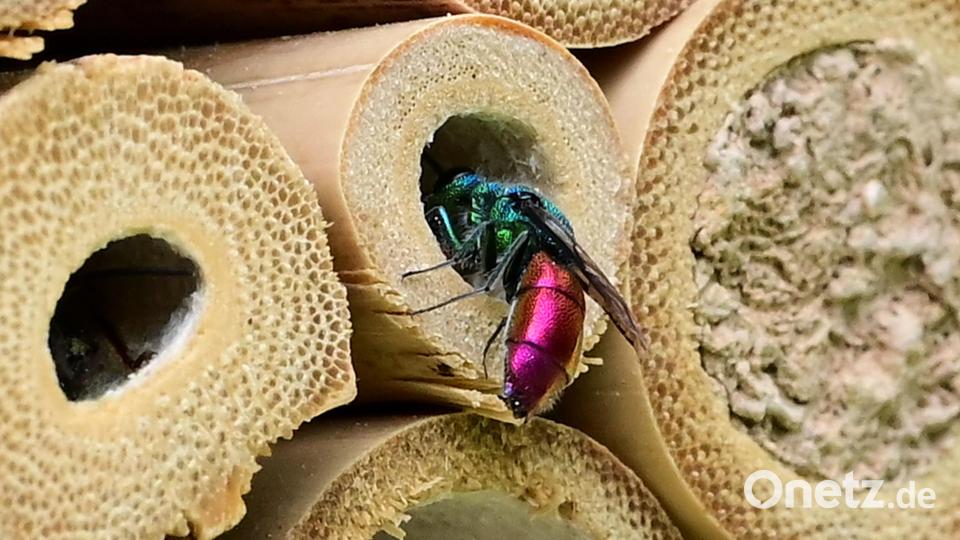 Aufnahmen beim Lichtbildervortrag, die beeindruckten. Im Bild eine Goldwespe vor hohlen Bambusstäben Bild: Siegfried Steinkohl/exb