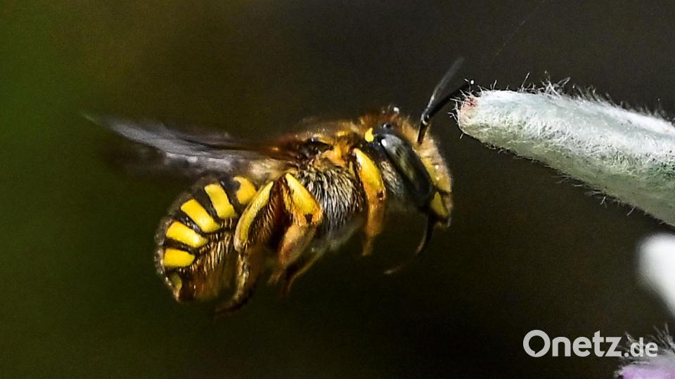 Aufnahmen beim Lichtbildervortrag, die beeindruckten. Im Bild eine Gartenwollbiene im Anflug Bild: Siegfried Steinkohl/exb