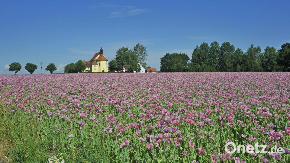 Die Region um Bad Neualbenreuth – im Bild das blühende Mohnfeld unterhalb der Kleinen Kappl in Ottengrün – soll weiterhin für Urlauber attraktiv bleiben. Archivbild: enz