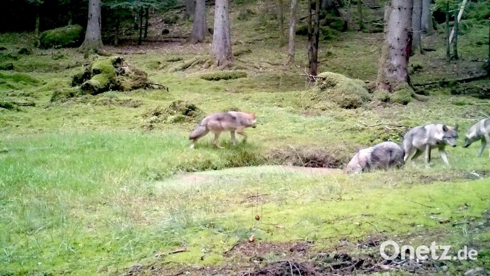 2019 nahm eine automatische Videokamera im Veldensteiner Forst dieses Bild junger Wölfe auf. Archivbild: lupovision.de/ baysf