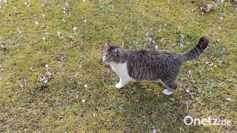 Frühjahrsblüher im Garten von Familie Standfest in Bärnau, mit Katze. Bild: Familie Standfest/exb