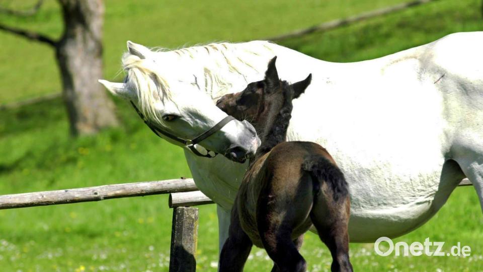 Eine Lipizzaner-Stute mit ihrem Fohlen. Kirchenthumbachs Partnergemeinde Djakovo ist berühmt als Sitz des staatlichen Lipizzaner-Gestüts Kroatiens. Symbolbild: Barbara Gindl/dpa
