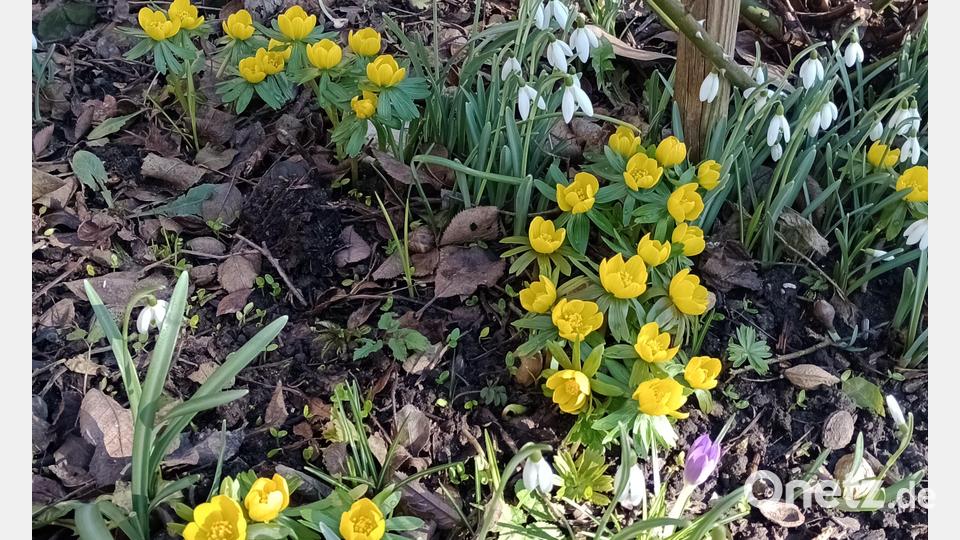 Frühjahrsblüher im Garten von Familie Standfest. Bild: Familie Standfest/exb