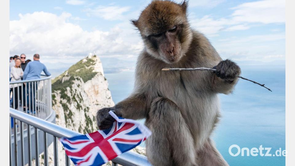 Quasi die Schutztiere der Kronkolonie: Laut einer alten Legende weht der Union Jack über Gibraltar, solange die Affen über den Felsen turnen. Bild: Frank Rumpenhorst