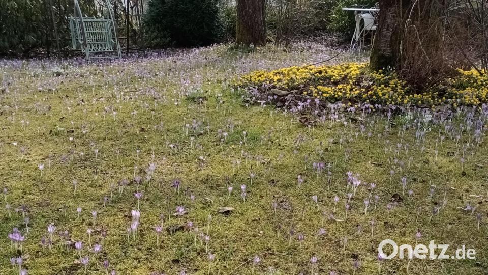 Frühjahrsblüher im Garten von Familie Standfest. Bild: Familie Standfest/exb