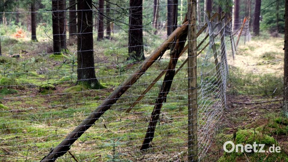 Immer mehr Waldflächen werden eingezäunt und verkleinern die Jagdflächen. Bild: bkr