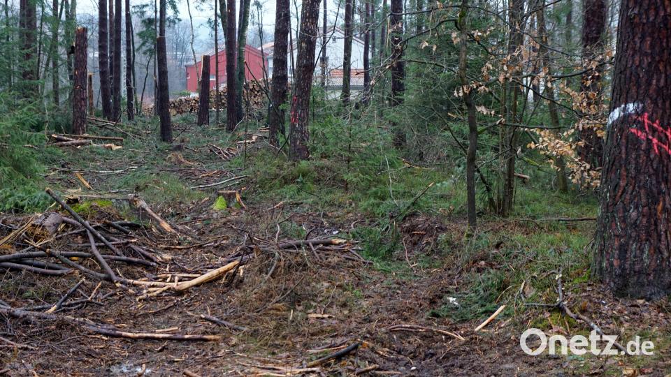 Der Wald der Gemeinde beim SOS-Kinderdorf wird in eine Ausgleichsfläche umgebaut. Viel Totholz wird dort liegenbleiben. Bild: bkr