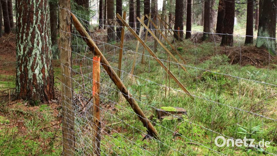 Immer mehr Waldflächen werden eingezäunt und verkleinern die Jagdflächen. Bild: bkr