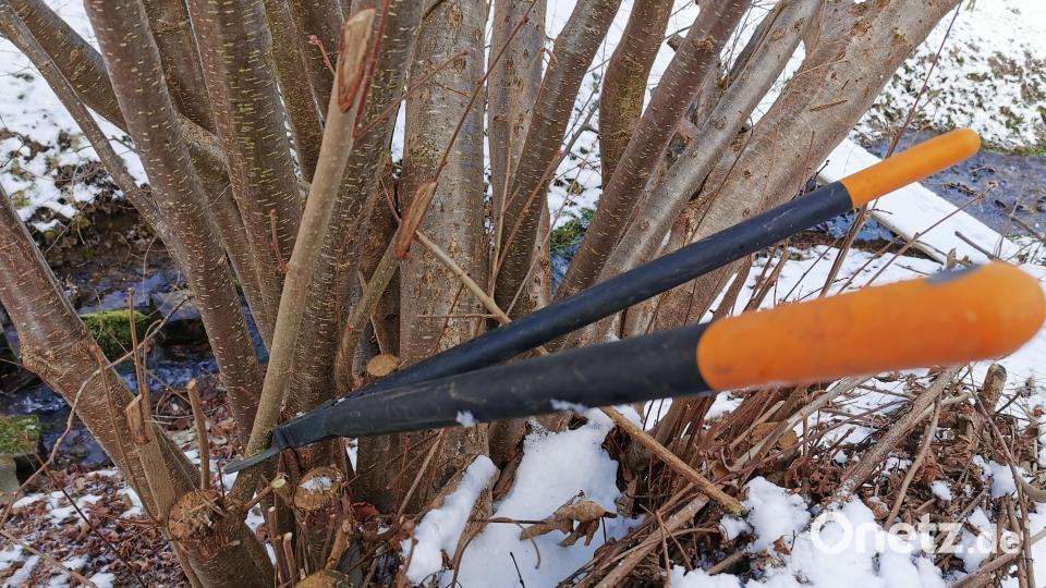 Auf Stock setzen: Was rigoros aussieht, trägt zur Vitalität der Gehölze bei. Bild: Portner