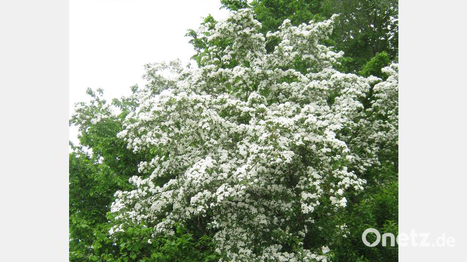 Alte Weißdorne haben eine große ökologische Bedeutung für die Tierwelt. Sie sind Lebensraum und Nahrungsspender für eine Vielzahl von Insekten und Singvögeln. Darüber hinaus ist der Weißdorn als Heilpflanze bekannt, beispielsweise zur Stärkung des Herzens. Bild: Markus Kurz/exb