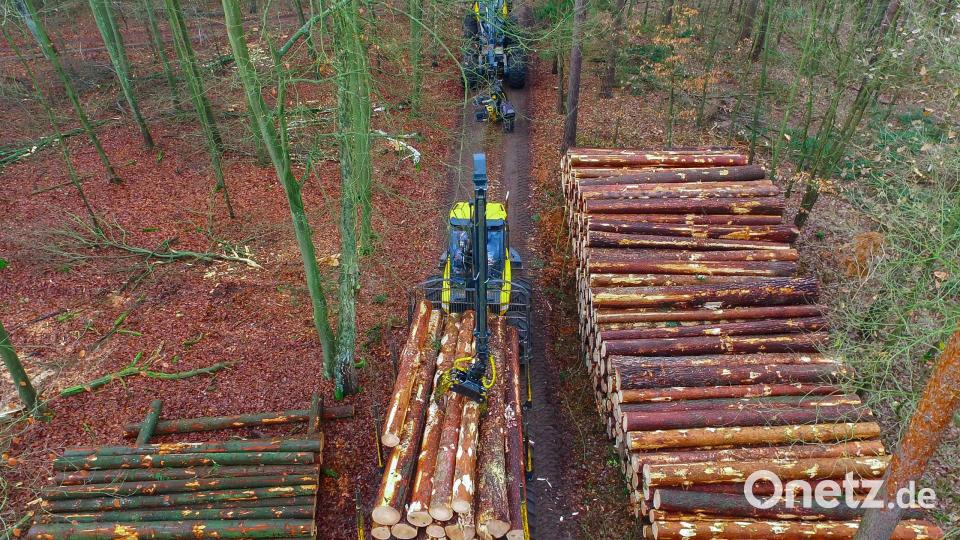 Die Forstbetriebsgemeinschaft Tirschenreuth hat im vergangenen Jahr 88.260 Festmeter Holz vermarktet. Symbolbild: Patrick Pleul