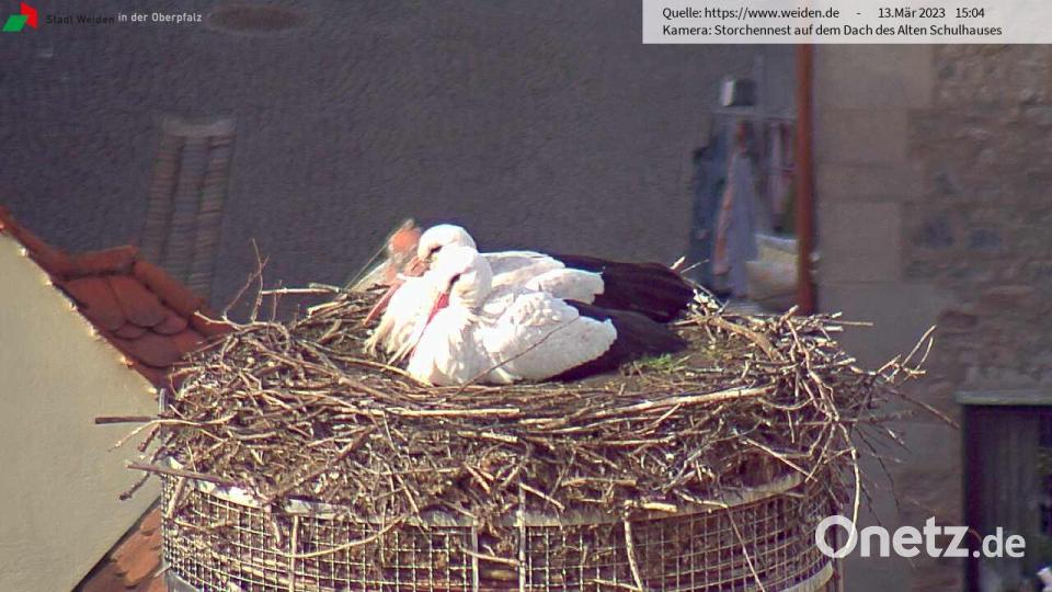 Gemeinsam genießt das Weidener Storchenpaar am Montag die Nachmittagssonne. Bild: Webcam Stadt Weiden