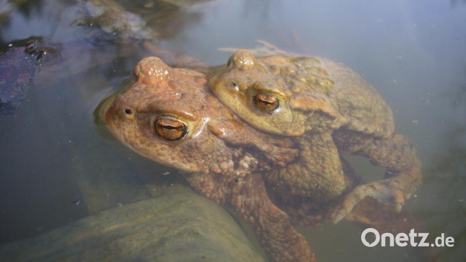 Kröten, Frösche und Molche sind bei den derzeitigen Temperaturen massenweise auf Wanderschaft. Bild: U. Meßlinger/exb