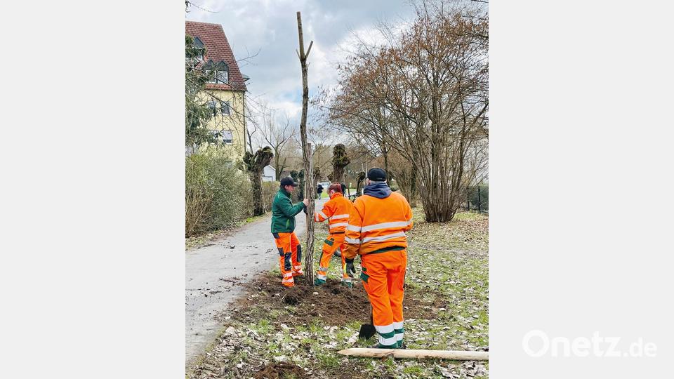 Die Stadtgärtnerei pflanzte neue Kopfweiden am Kirchsteig Bild: Stadt Weiden i.d.OPf. / Martin Scheidler/exb