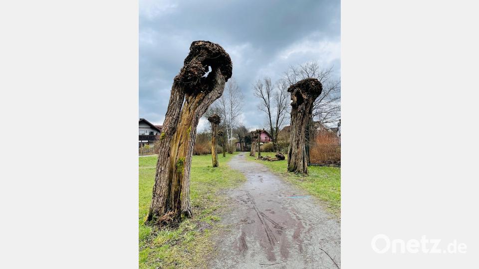 Neue Kopfweiden für den Kirchsteig Bild: Stadt Weiden i.d.OPf. / Martin Scheidler/exb