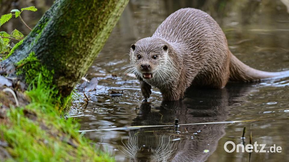 Die Teichwirte beklagen weiter hohe Schäden durch Fischotter und fordern eine Entnahme von Tieren. Bild: Patrick Pleul/dpa