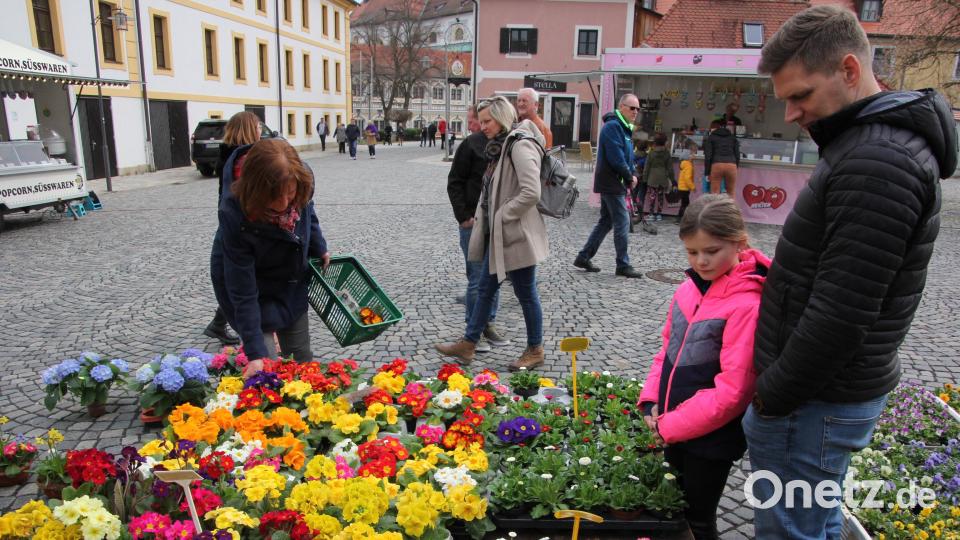Blühende Frühlingsblumen waren ein Hingucker beim Josef-Markt in Waldsassen. Bild: kro