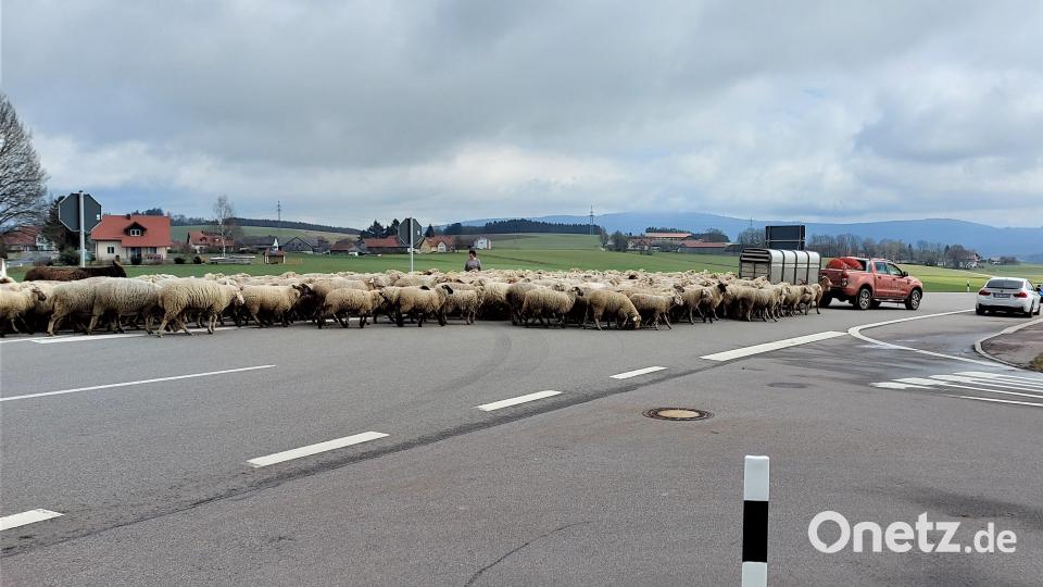 1100 Schafe überqueren am Montag die B22 bei Oberviechtach. Bild: lg