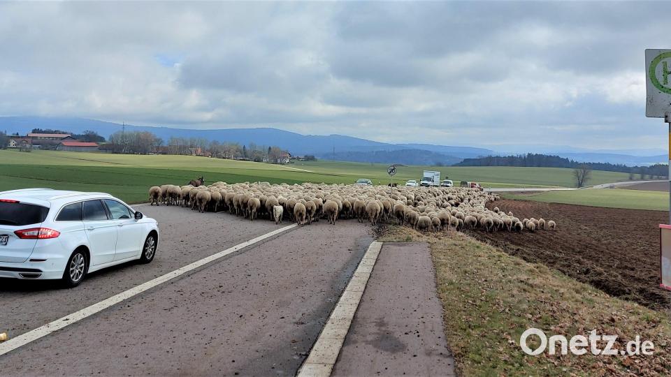 Die Herde von Schäfer Paul Panko bewegt sich in Richtung Nottersdorf zu ihrem Nachtlager. Bild: lg