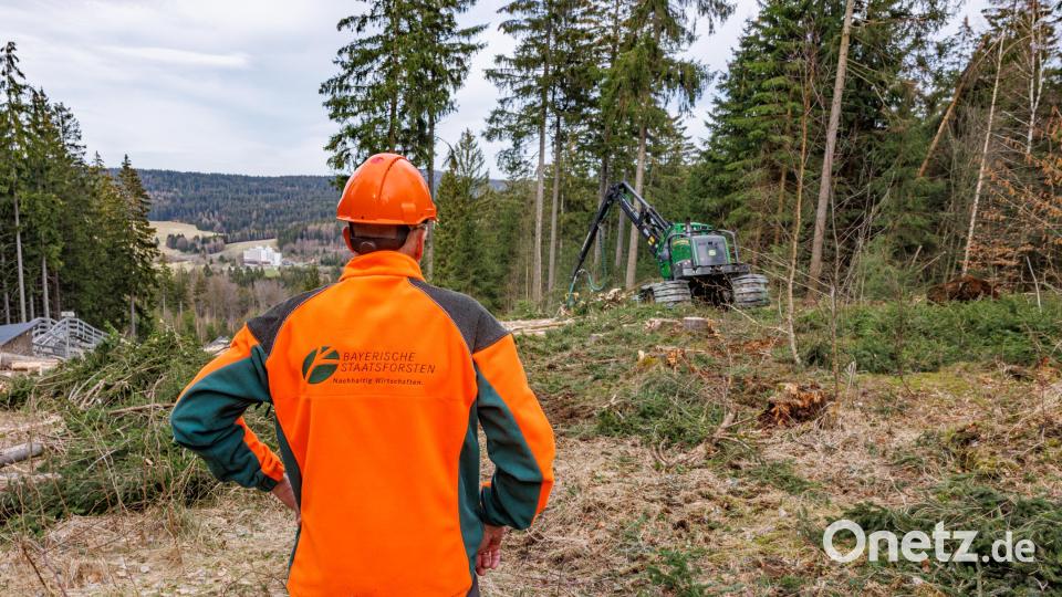 Werner Schmidt, Förster bei den Bayerischen Staatsforsten, überwacht die Rodungsarbeiten für den Bau der neuen Ochsenkopfseilbahn. Bild: Martin Hertel/exb