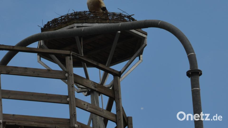 Seit Tagen sind die Störche mit dem Nestbau beschäftigt. Bild: dob