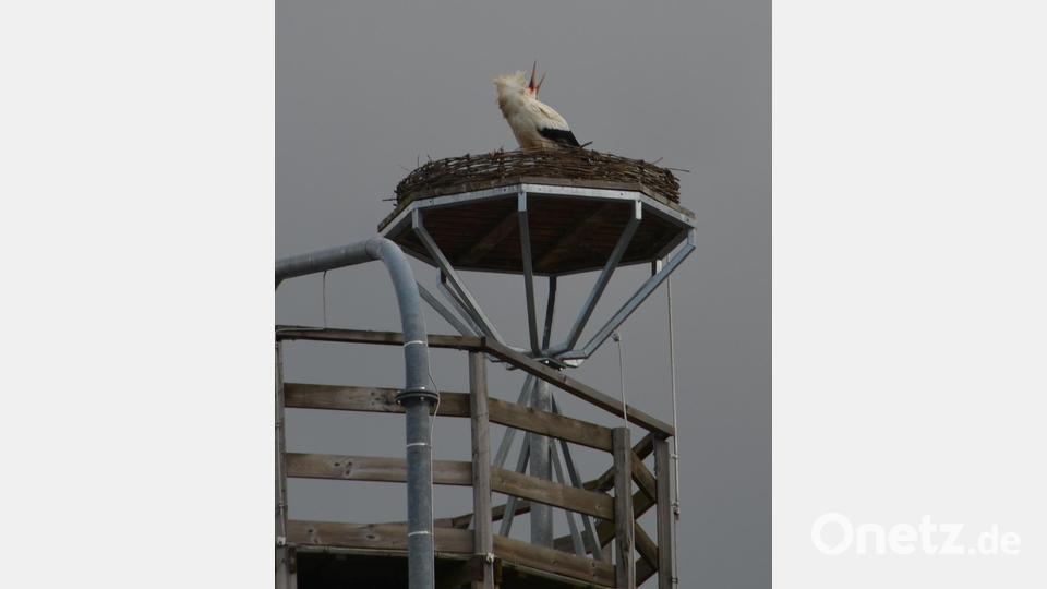 Die ersten Klapperschreie sind bereits in der Umgebung zu vernehmen. Bild: dob