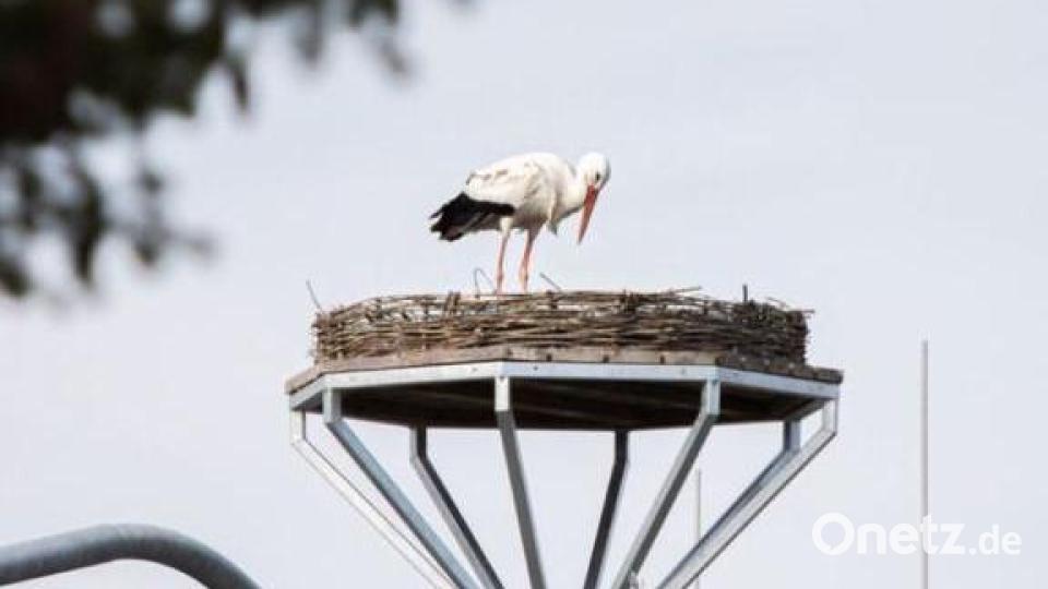 Das Storchenpaar hat es sich gemütlich gemacht. Bild: dob