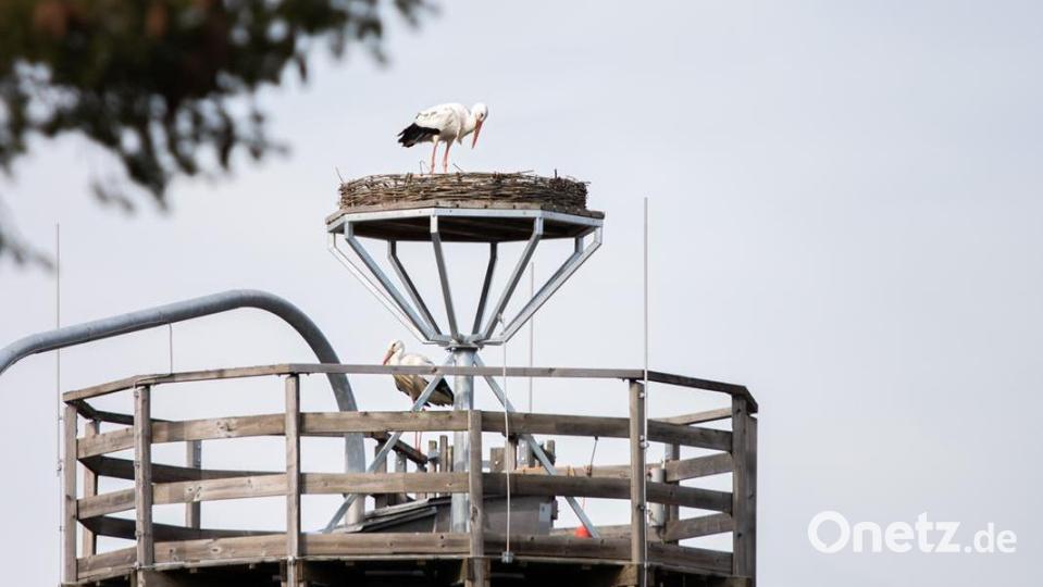 Ein Storchenpaar ließ sich auf dem Horst des Salz-Silos am städtischen Bauhof nieder. Bild: dob